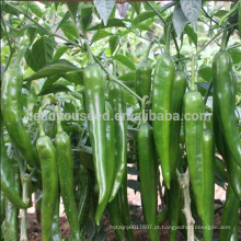 Sementes de pimenta verde híbrida P25 Changlong mid-early maturidade para o plantio